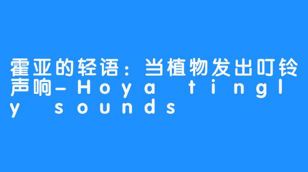 霍亚的轻语：当植物发出叮铃声响-Hoya tingly sounds