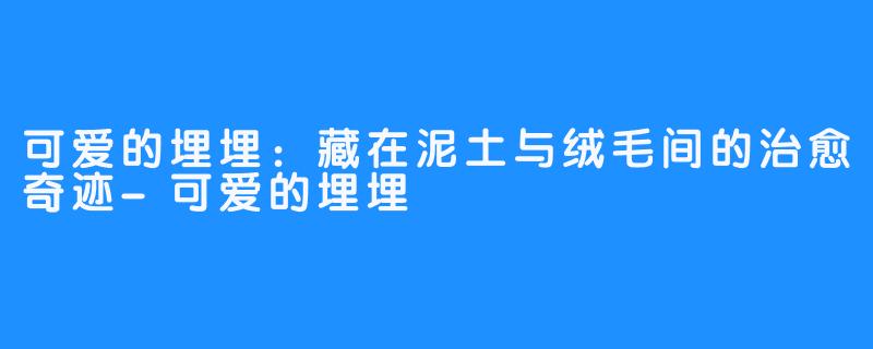 可爱的埋埋：藏在泥土与绒毛间的治愈奇迹-可爱的埋埋